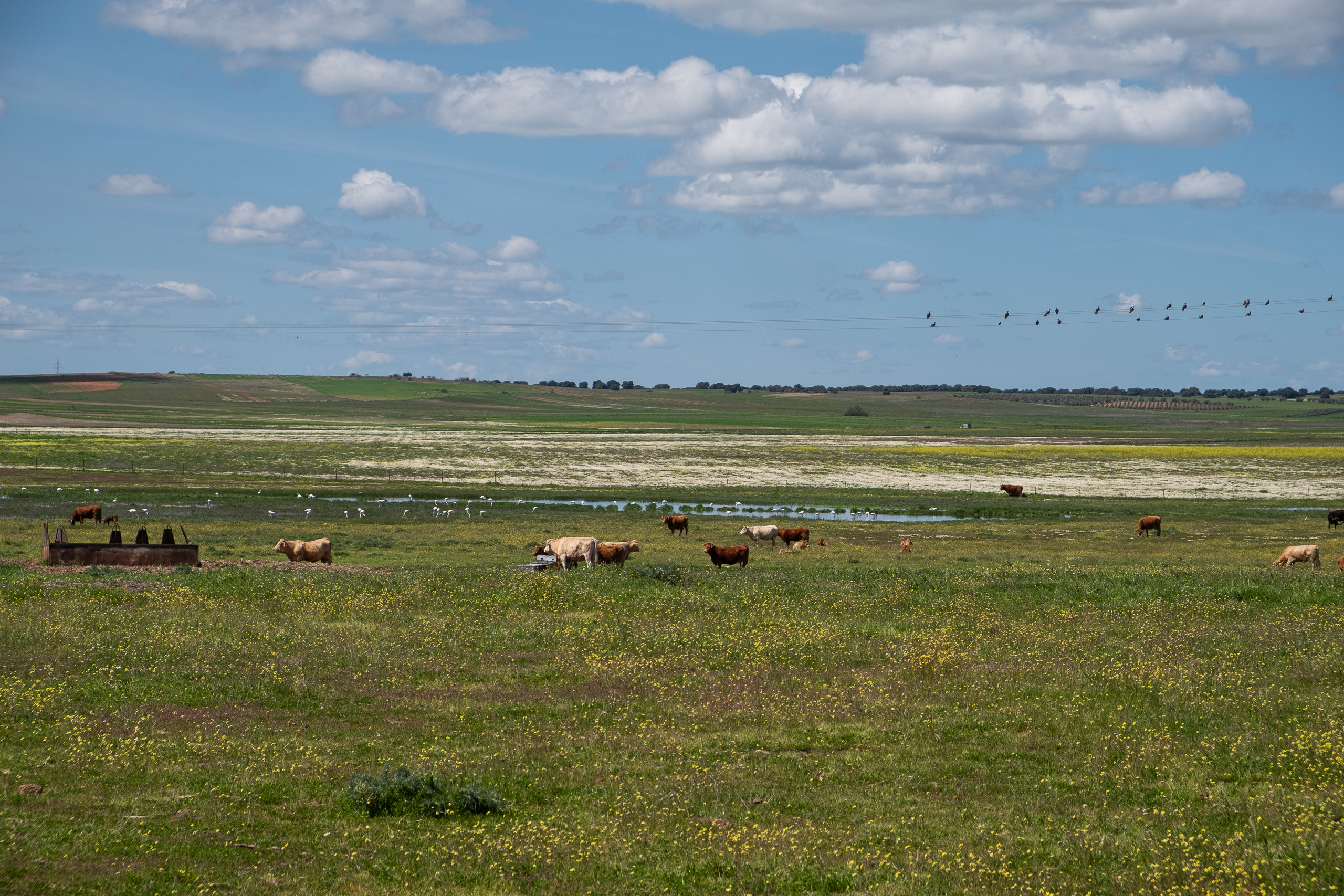 Weite Feuchtlandschaft – Rinder und Zugvögel